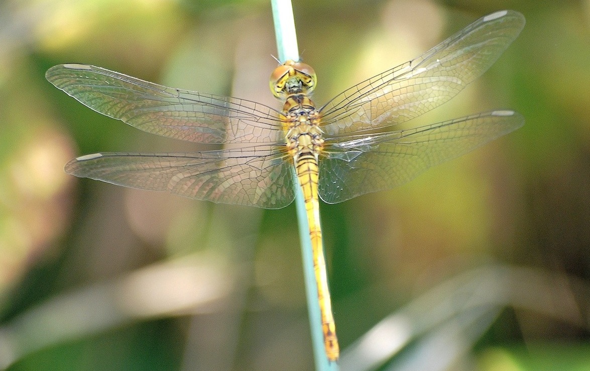 Sympetrum striolatum ?